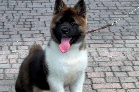 Від чого залежить вартість цуценя американської акіти?