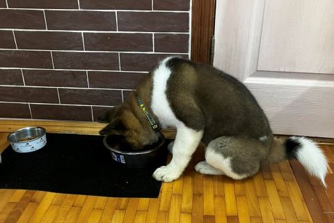 Чим годувати американську акіту ?