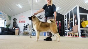 Puppy № 10 Cameron Strider in Diversity