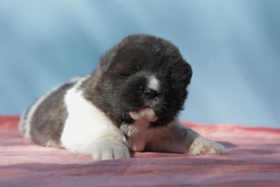 Цуценя № 7 Baloo Strider in Diversity