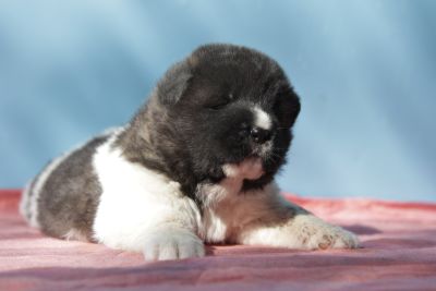 Цуценя № 7 Baloo Strider in Diversity