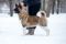 Winterrahills Florance