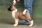Puppy № 13 Calvin Strider in Diversity