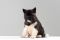 Цуценя № 19 Elton Strider in Diversity