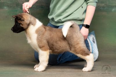 Puppy № 13 Calvin Strider in Diversity