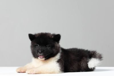 Цуценя № 20 Ellay Strider in Diversity