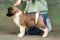 Puppy № 13 Calvin Strider in Diversity