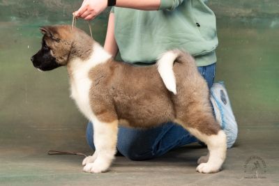 Puppy № 13 Calvin Strider in Diversity
