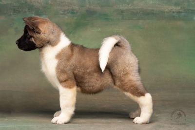 Puppy № 13 Calvin Strider in Diversity
