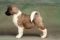 Puppy № 13 Calvin Strider in Diversity