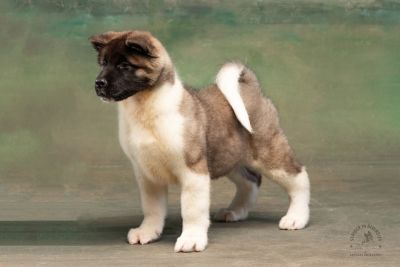 Puppy № 13 Calvin Strider in Diversity