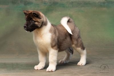 Puppy № 13 Calvin Strider in Diversity