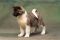 Puppy № 13 Calvin Strider in Diversity