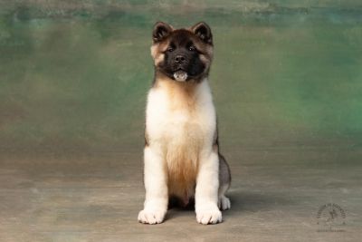Puppy № 13 Calvin Strider in Diversity