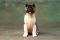 Puppy № 13 Calvin Strider in Diversity