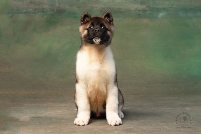 Puppy № 13 Calvin Strider in Diversity