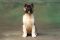 Puppy № 13 Calvin Strider in Diversity