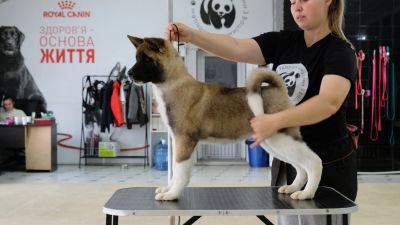 Puppy № 24 Flame Strider in Diversity