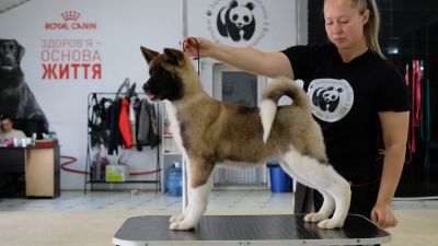 Puppy № 24 Flame Strider in Diversity