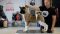Puppy № 24 Flame Strider in Diversity