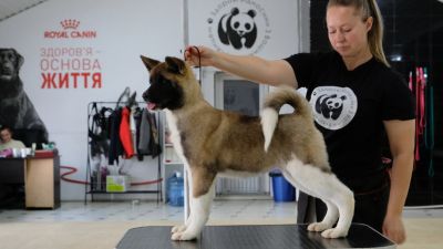 Puppy № 24 Flame Strider in Diversity