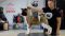Puppy № 24 Flame Strider in Diversity