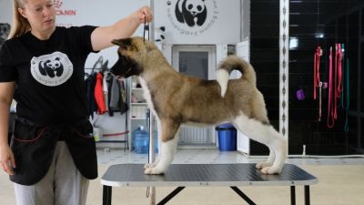 Puppy № 24 Flame Strider in Diversity