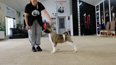 Puppy № 24 Flame Strider in Diversity