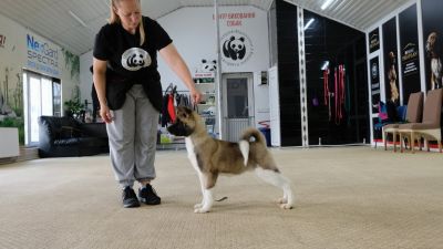 Puppy № 24 Flame Strider in Diversity