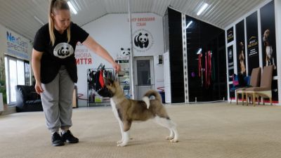 Puppy № 24 Flame Strider in Diversity