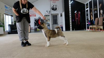Puppy № 24 Flame Strider in Diversity