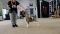 Puppy № 24 Flame Strider in Diversity
