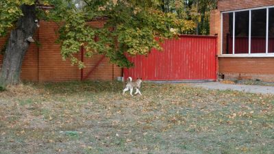Puppy № 24 Flame Strider in Diversity