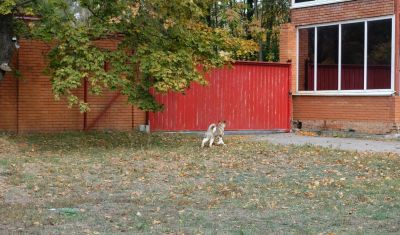 Puppy № 24 Flame Strider in Diversity