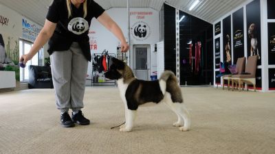 Цуценя № 22 Force Strider in Diversity