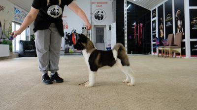 Цуценя № 22 Force Strider in Diversity
