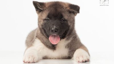 Puppy № 24 Flame Strider in Diversity