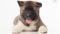Puppy № 24 Flame Strider in Diversity