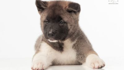Puppy № 24 Flame Strider in Diversity