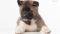 Puppy № 24 Flame Strider in Diversity