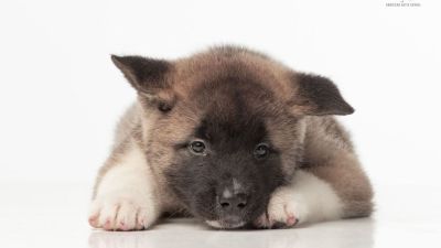 Puppy № 24 Flame Strider in Diversity