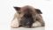 Puppy № 24 Flame Strider in Diversity