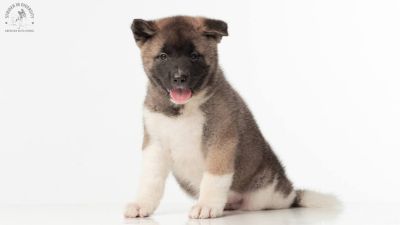 Puppy № 24 Flame Strider in Diversity