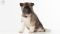 Puppy № 24 Flame Strider in Diversity