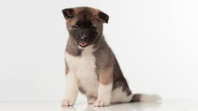 Puppy № 24 Flame Strider in Diversity