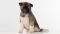 Puppy № 24 Flame Strider in Diversity
