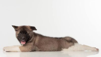 Puppy № 24 Flame Strider in Diversity