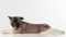 Puppy № 24 Flame Strider in Diversity