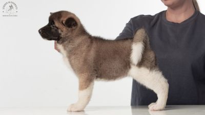 Puppy № 24 Flame Strider in Diversity