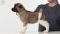 Puppy № 24 Flame Strider in Diversity
